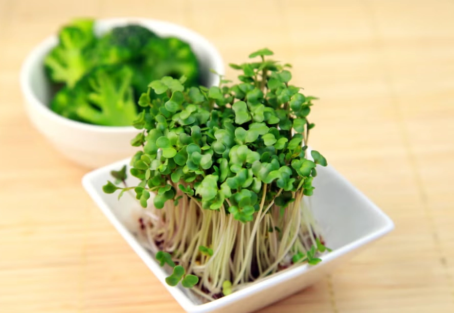青花椰苗功效
