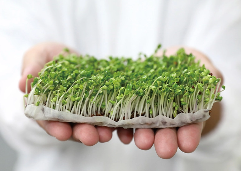 青花椰苗是什麼？營養師解析功效、吃法與常見迷思