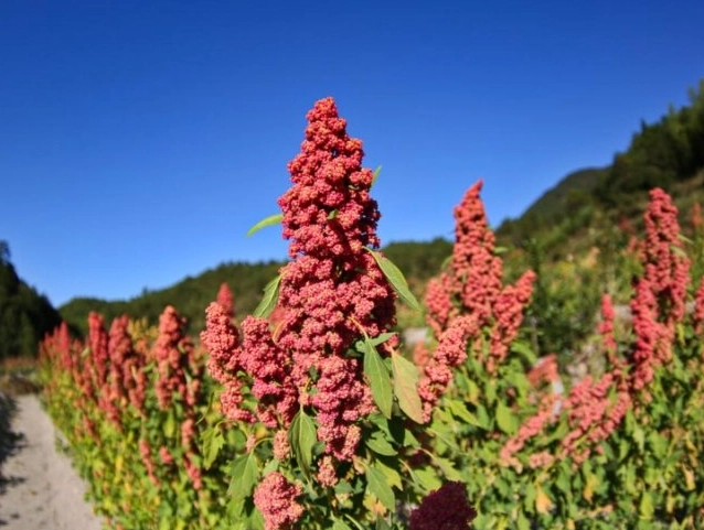 紅藜麥好處