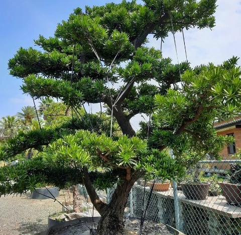 羅漢松修剪時間