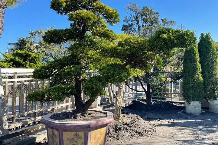 羅漢松修剪教學：掌握三大時機與技巧，打造完美盆景造型