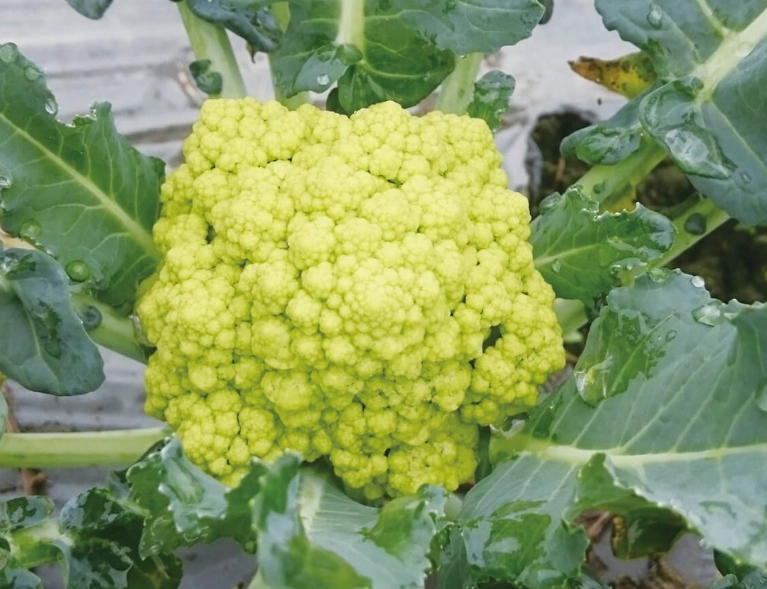 花椰菜開花怎麼辦？防止過度烹煮的實用技巧與創意食譜