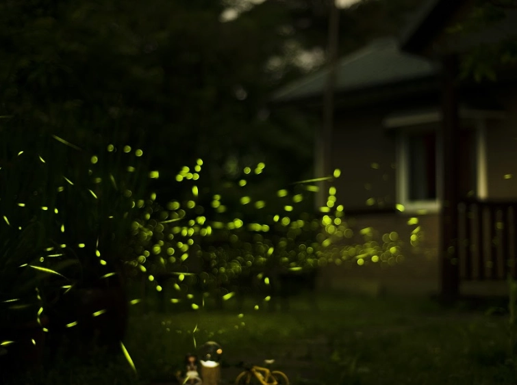 仙山生態農場螢火蟲：夜間精靈舞動的深度生態旅遊指南