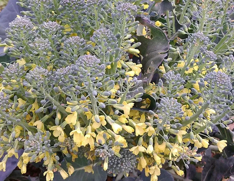 花椰菜開花處理