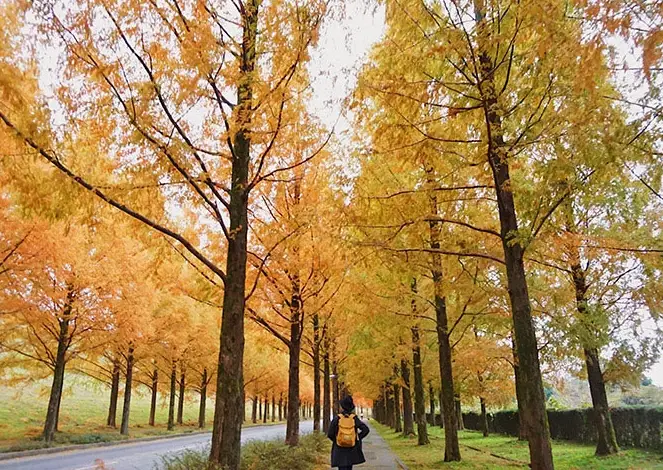 金澤紅葉季節