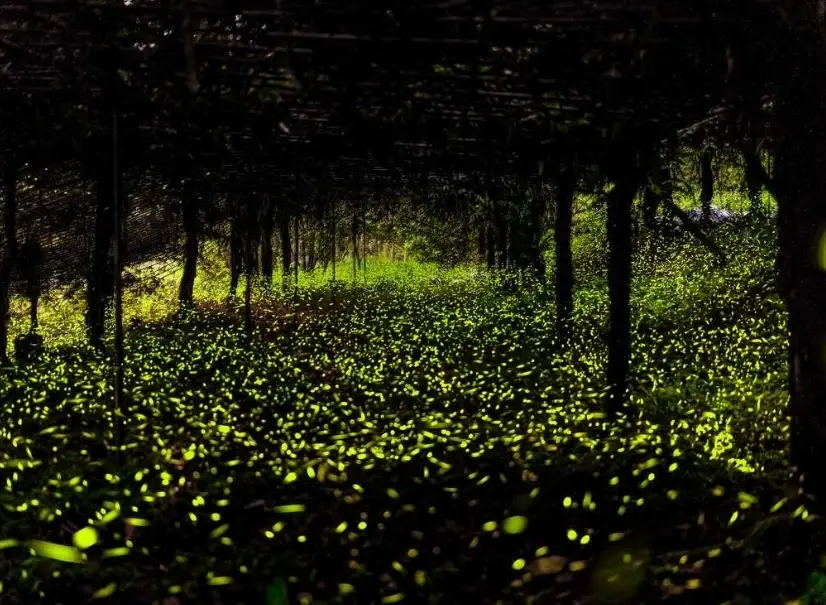 那瑪夏露營賞螢火蟲 那瑪夏露營賞螢火蟲