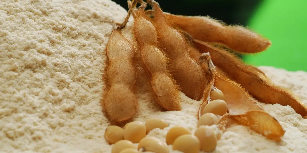 大豆分離蛋白 大豆分離蛋白