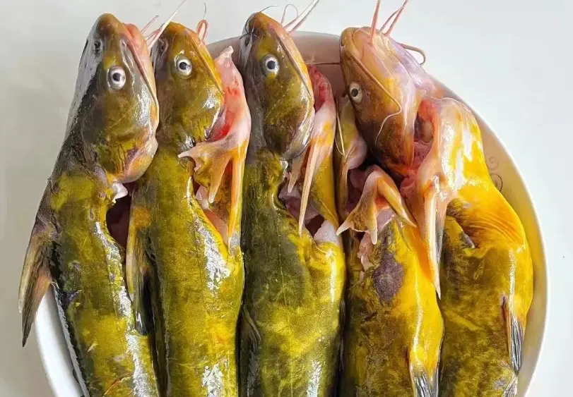 Omega-3 含量最高的魚 Omega-3 含量最高的魚