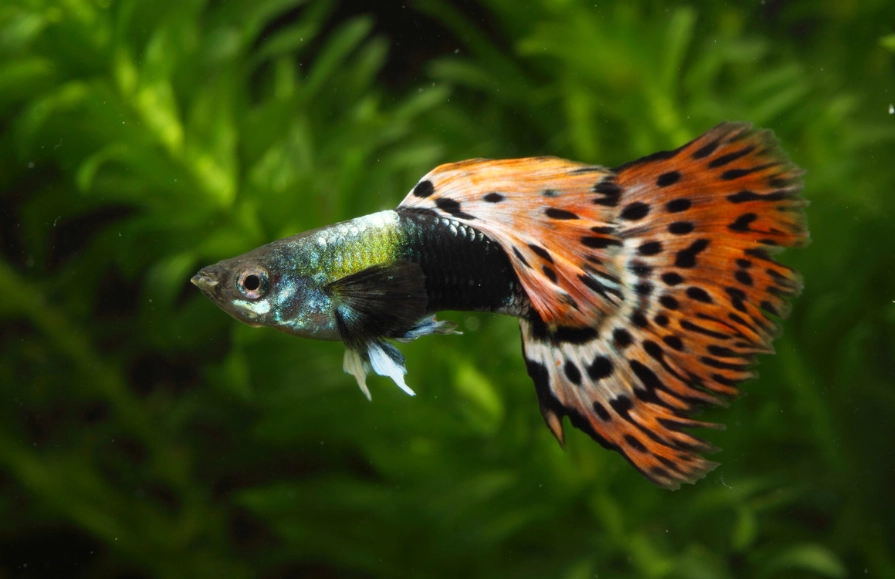 Omega-3 含量最高的魚 Omega-3 含量最高的魚