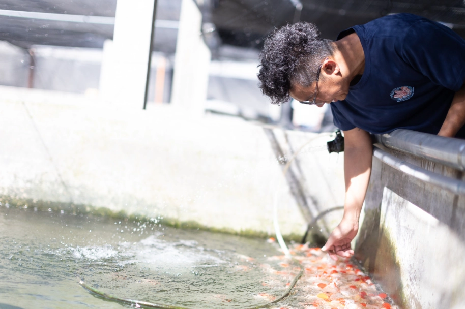 魚類營養排名 魚類營養排名