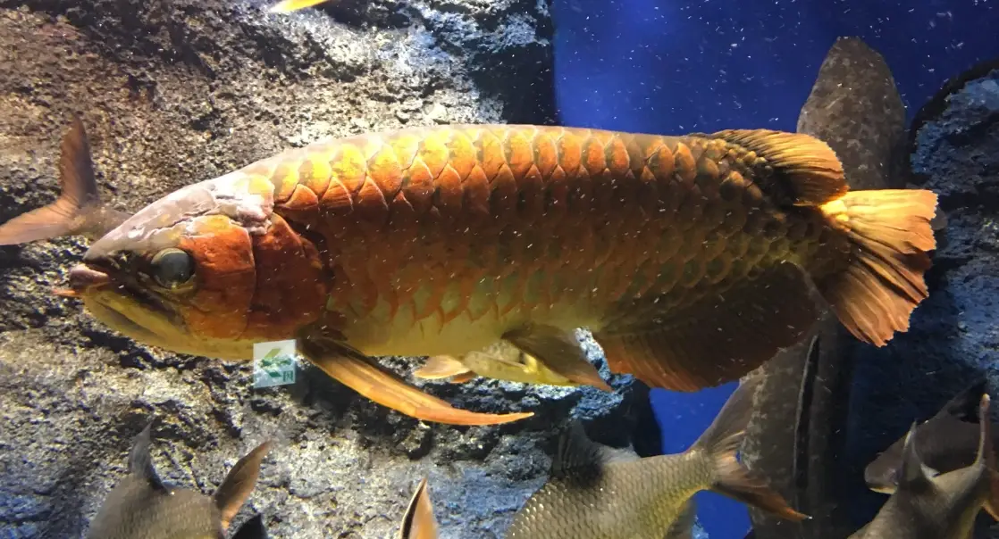 Omega-3 含量最高的魚 Omega-3 含量最高的魚
