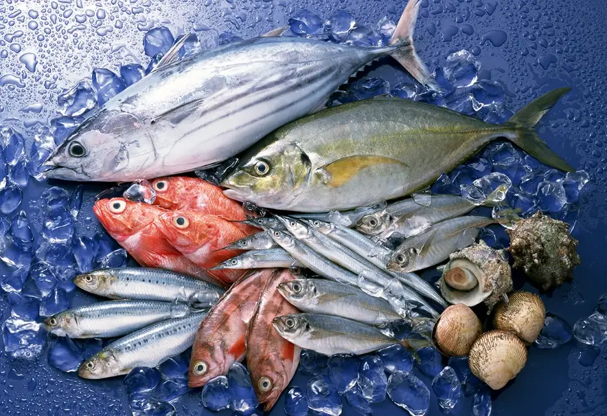 魚類營養排名 魚類營養排名