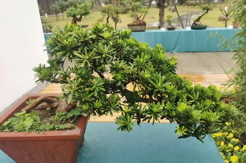羅漢松種植時間：避開這幾個月，存活率差很多