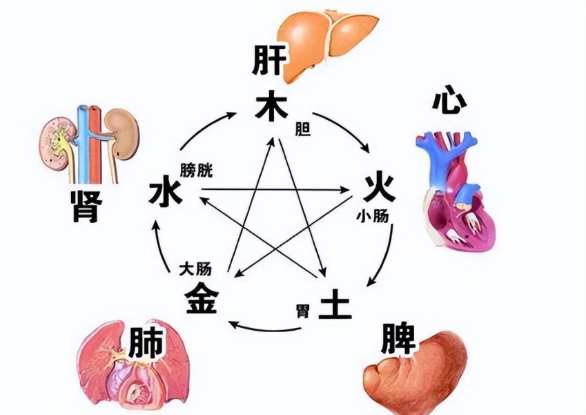 補肝血食物 補肝血食物