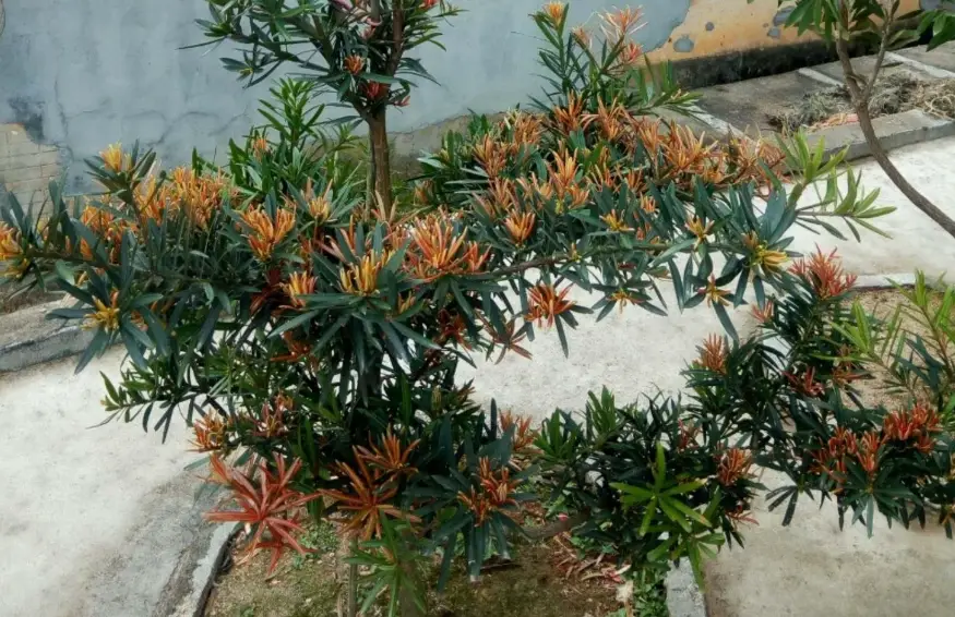 羅漢松修剪時機 羅漢松修剪時機