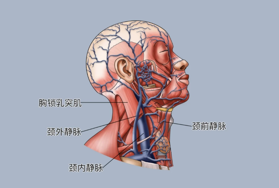 頸動脈竇 頸動脈竇