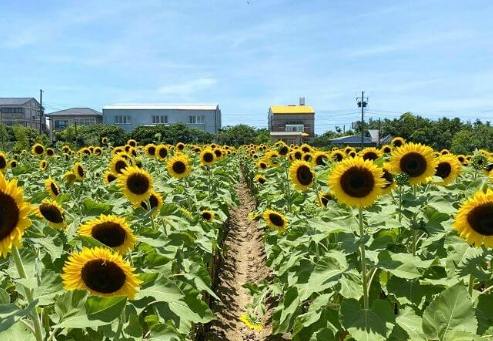 桃園親子景點農場