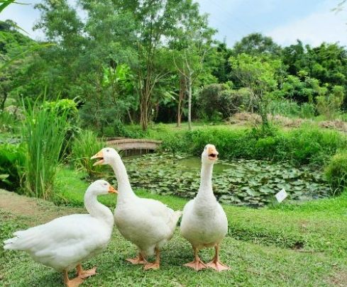 桃園親子景點農場