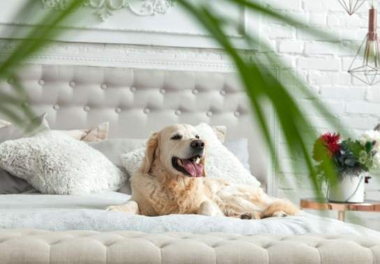 台中寵物友善民宿 台中寵物友善民宿