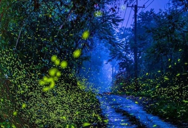 達卡努瓦賞螢步道 達卡努瓦賞螢步道