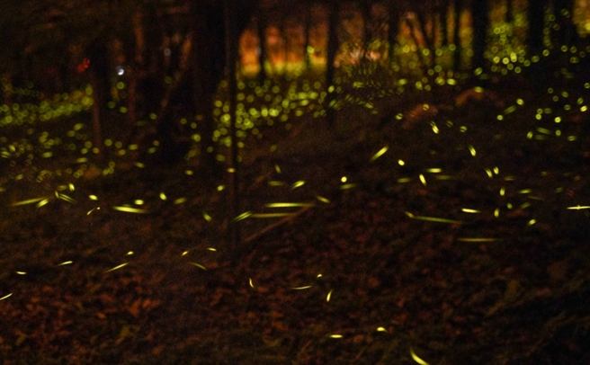 達卡努瓦賞螢步道 達卡努瓦賞螢步道