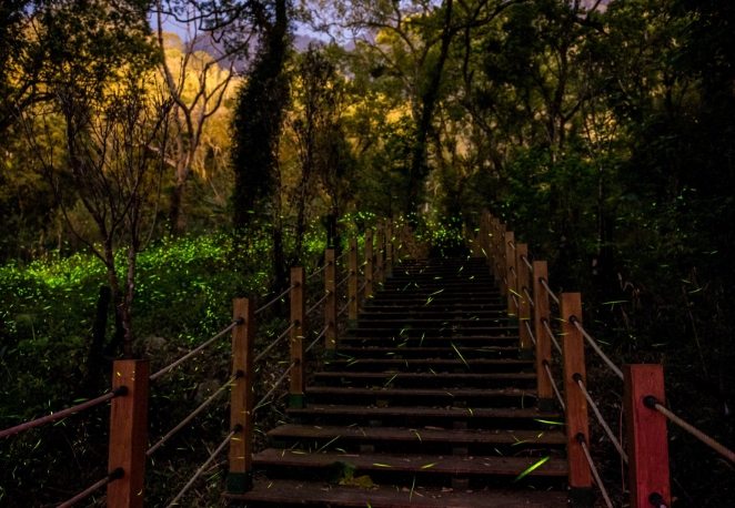 達卡努瓦賞螢步道 達卡努瓦賞螢步道