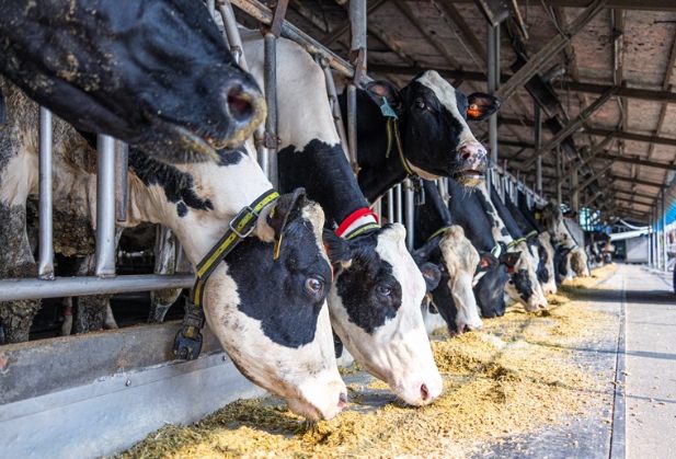 柳營觀光工廠DIY