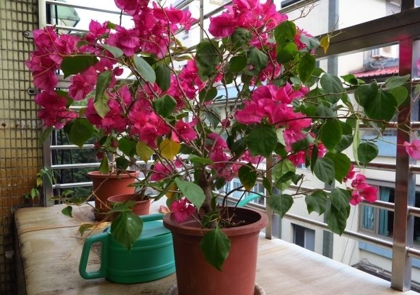 九重葛缺鐵症狀