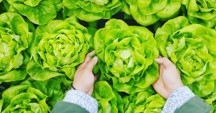 蔬菜硝酸鹽去除方法