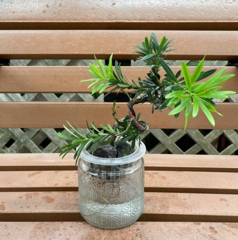 雀舌松盆景技巧