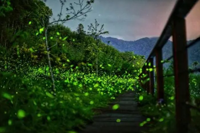 阿里山螢火蟲季節