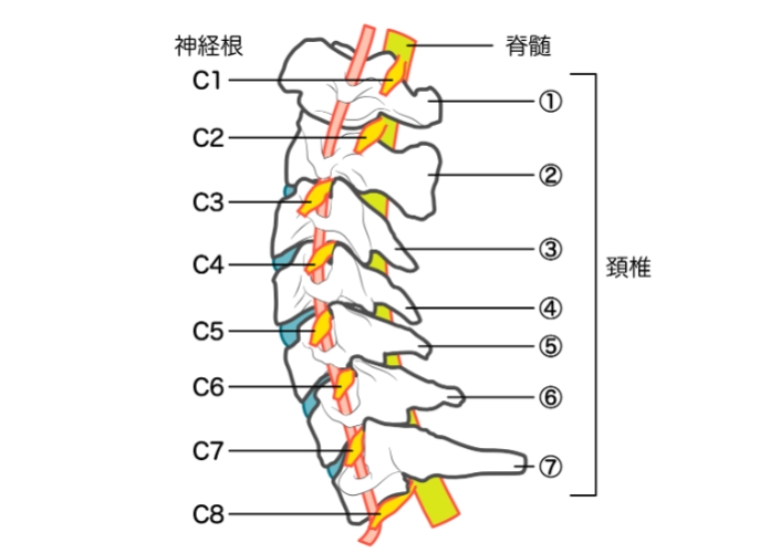 淋巴結腫大治療