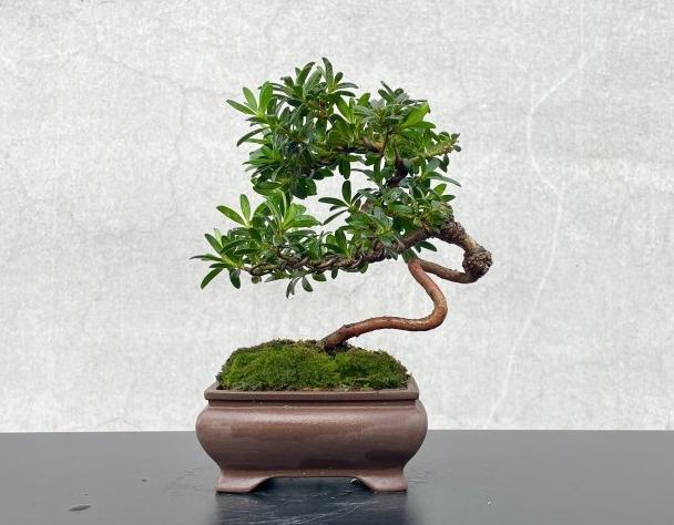 蘭嶼羅漢松種植