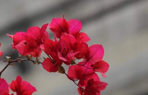 三角梅開花技巧