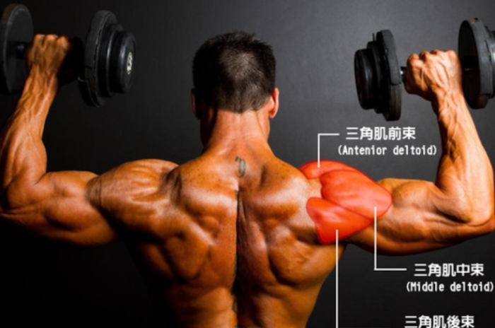 三角肌前束訓練