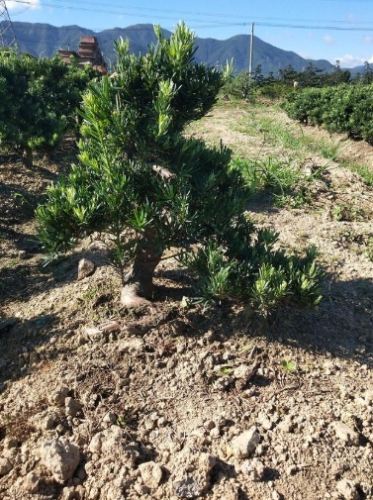 雀舌松盆景技巧