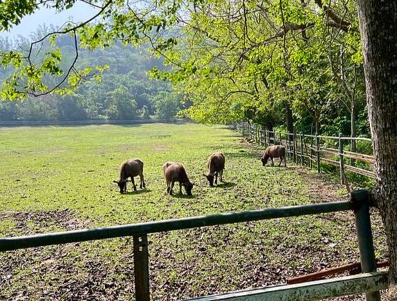 走馬瀨蘭花會館評論