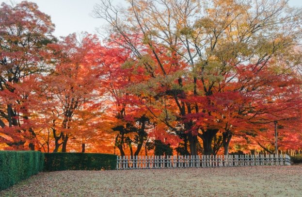金澤楓葉季節 金澤楓葉季節