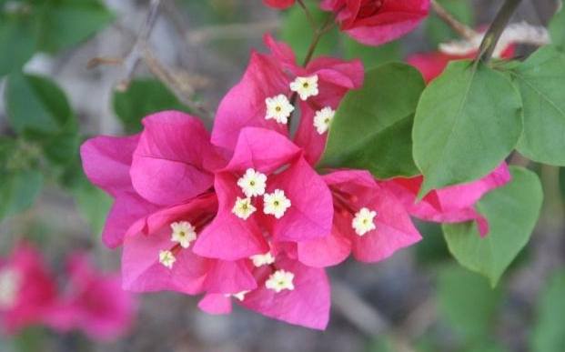 九重葛照顧技巧