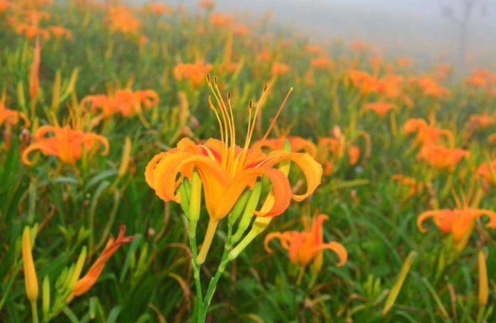 金針花食用安全