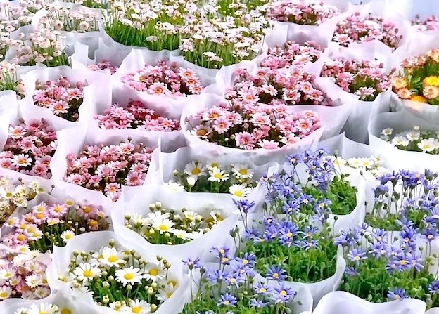 斗南花市購買技巧