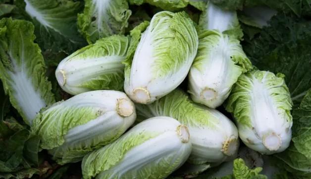 大白菜保鲜技巧