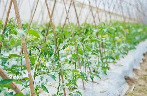 台灣蕃茄種植時間