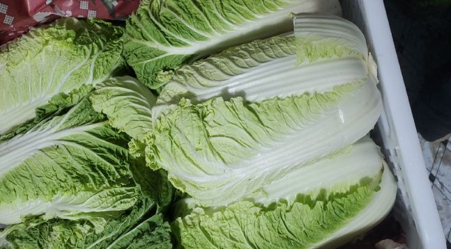 大白菜保鲜技巧