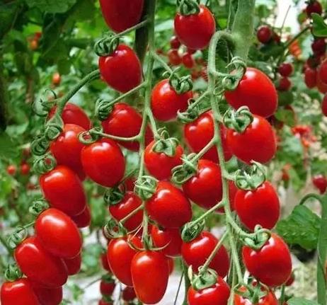 台灣蕃茄種植時間