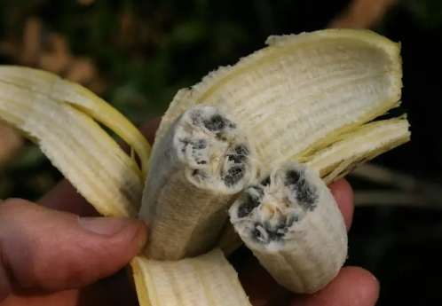 香蕉害蟲症狀