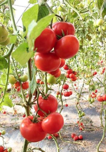 義大利番茄種植