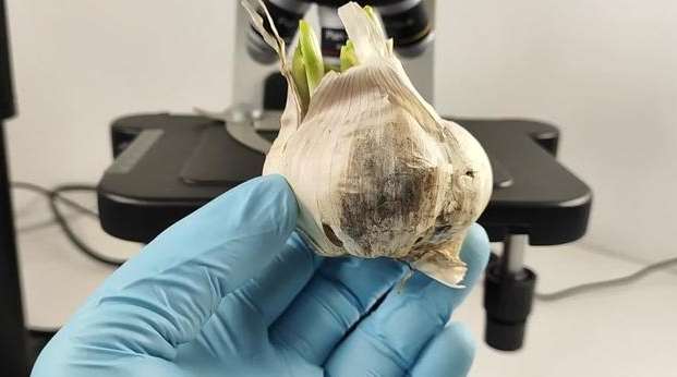 蒜頭保存方法 蒜頭保存方法