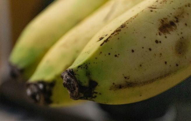 香蕉黑點原因