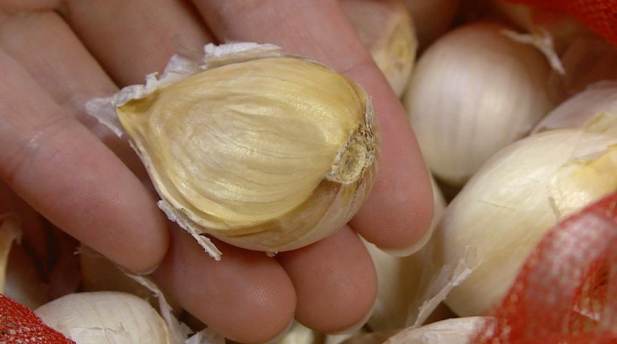 蒜頭變酸原因 蒜頭變酸原因